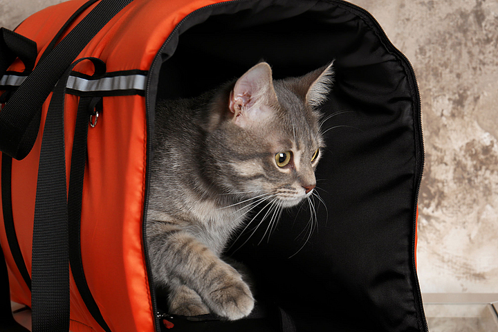 Eine Katze streckt ihr rechtes Bein aus einer orangenen Transporttasche und schaut aufmerksam heraus