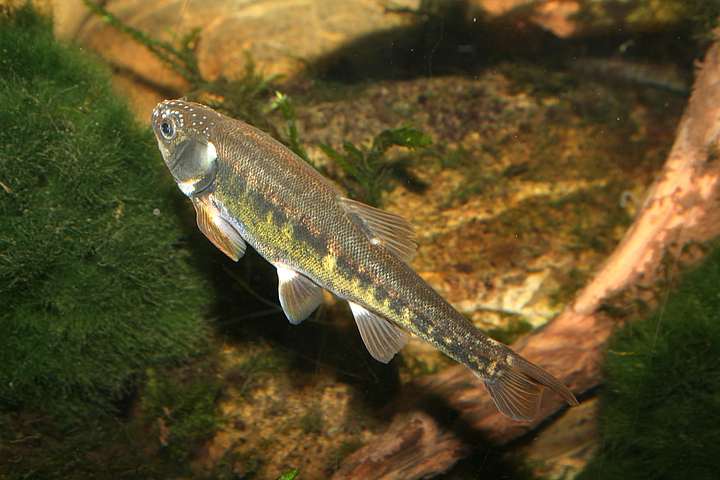 Das Haustierportal Biotopfische