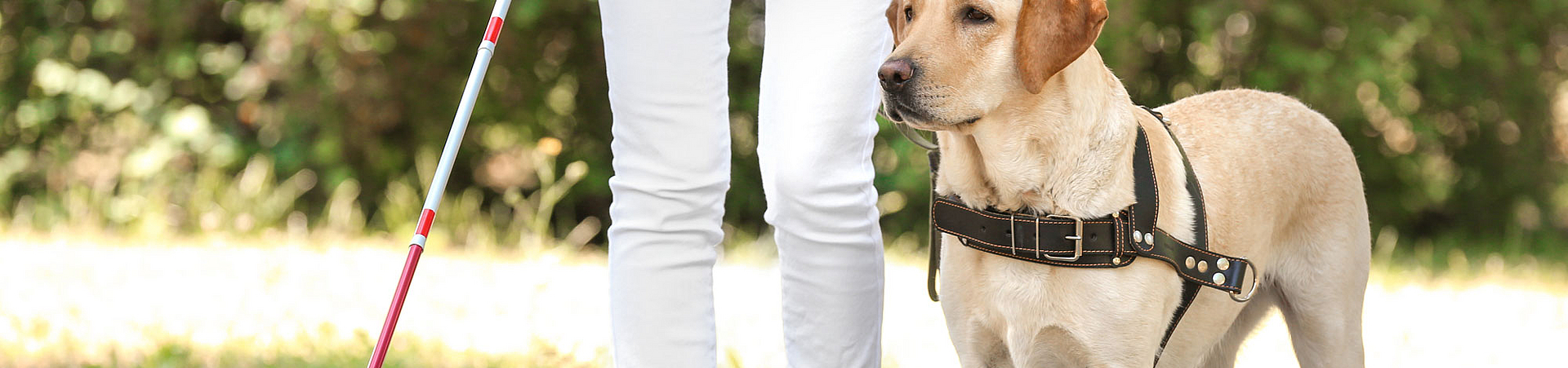 Ein Blindenhund führt eine Frau, die nur halb zu sehen ist und die einen Blindenstock hält