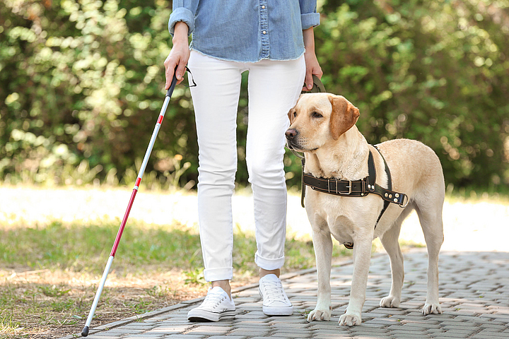 Ein Blindenhund führt eine Frau, die nur halb zu sehen ist und die einen Blindenstock hält