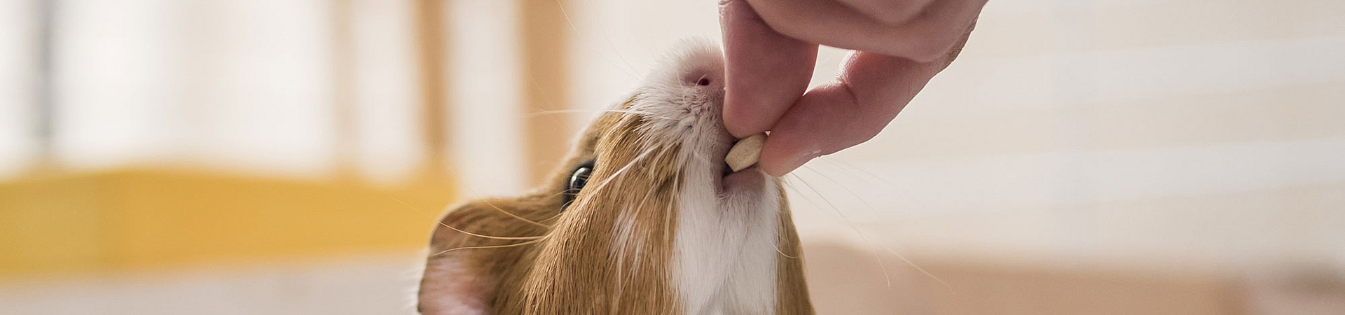 Ein Meerschweinchen bekommt eine Tablette