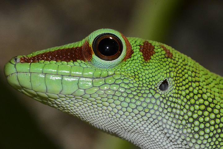 Das Haustierportal Taggeckos