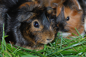 zwei Meerschweinchen