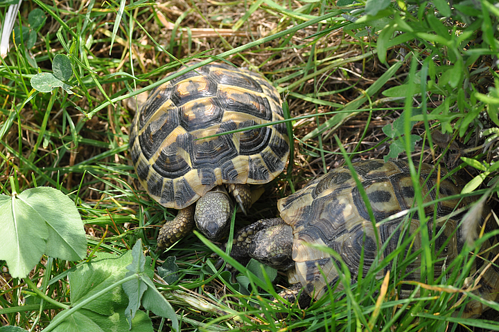 Das Haustierportal Mediterrane Landschildkröten