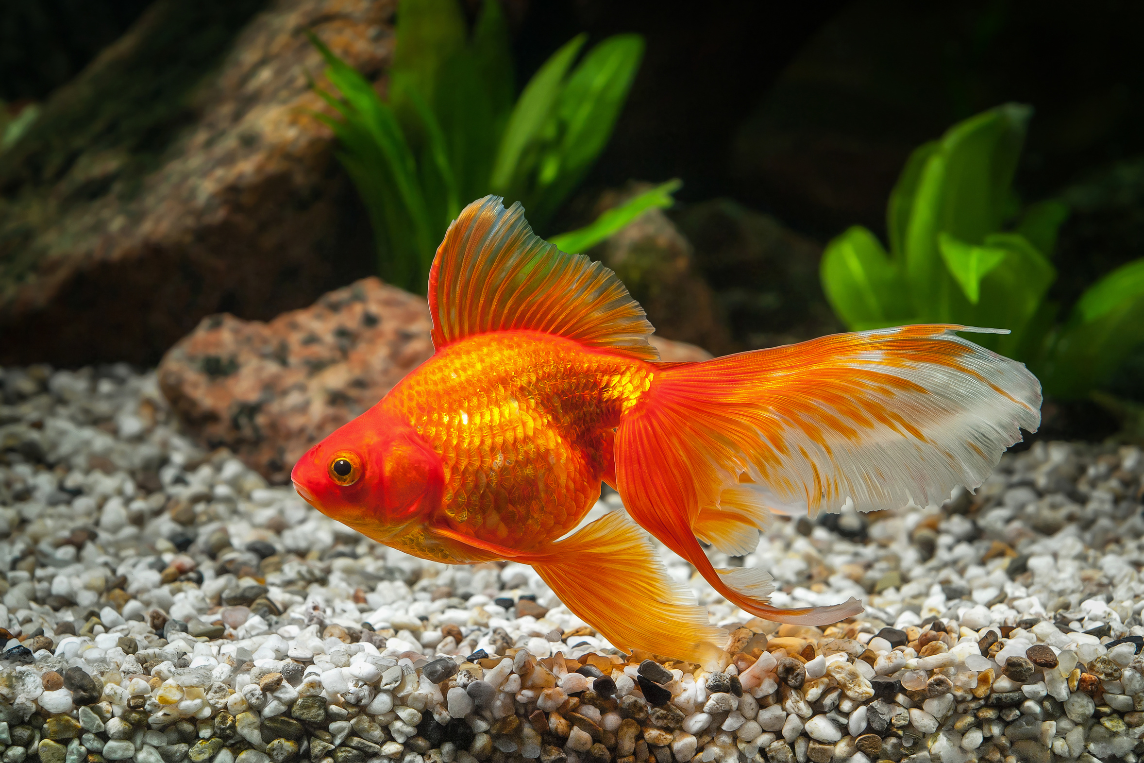 Süßwasserfische