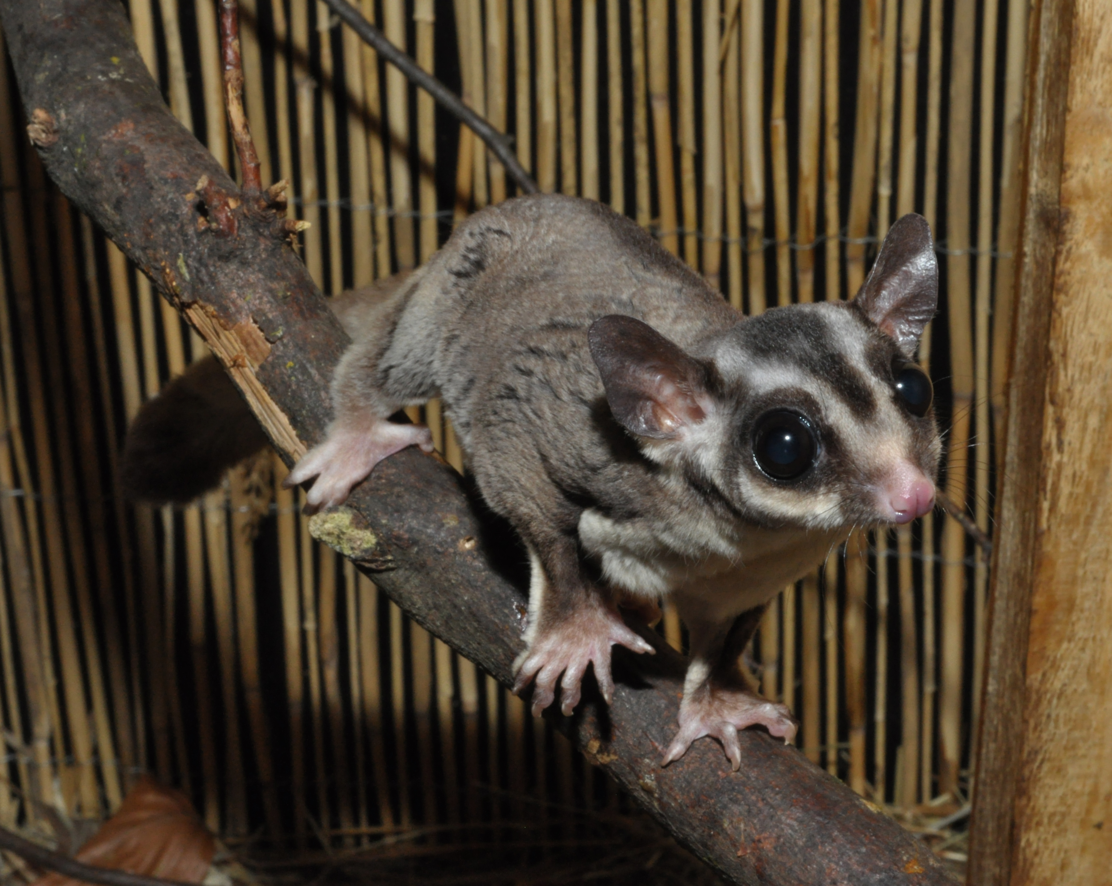Das Haustierportal: Haustierdatenbank - Sugar GliDer 1 BNA Hirt